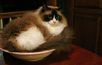 Cat In Bowl