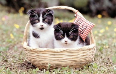 Two Cats in Basket